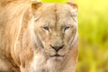 White lion female lionesses, blurred background