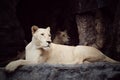 White lion. Female white lion. At Chiang Mai Zoo, Thailand.