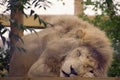 White Lion Royalty Free Stock Photo