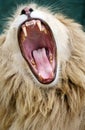 White lion growling