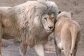 White lion head looking left on lioness close-up Royalty Free Stock Photo