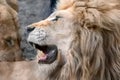 White lion head looking left on lioness close-up Royalty Free Stock Photo