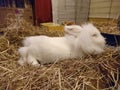 White Lion head rabbit snoozing on rug