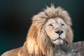 White lion hiding behind rock, close-up portrait