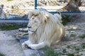 White lion Royalty Free Stock Photo