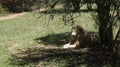 White lion lies in the shade of a tree Royalty Free Stock Photo