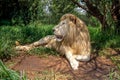 White Lion Looking Left