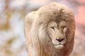 White lion looks forward close, blurred background Royalty Free Stock Photo