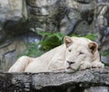White lion lying on rock clif Royalty Free Stock Photo