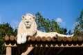 White Lion lying on Wooden Platform in the Sun