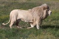 White Lion Male Royalty Free Stock Photo