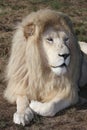 White Lion Male Royalty Free Stock Photo