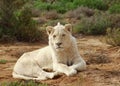 White Lion Male Royalty Free Stock Photo