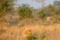 A white Lion male, called Casper, lying in the long yellow grass during the day.  Location: Kruger National Park, South Africa Royalty Free Stock Photo