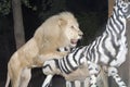 White lion maul a fake zebra