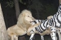 White lion maul a fake zebra