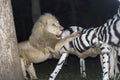 White lion maul a fake zebra