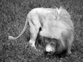 The timbavati white lion Royalty Free Stock Photo