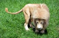 The timbavati white lion Royalty Free Stock Photo