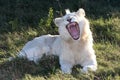 White Lion Open Mouth Royalty Free Stock Photo