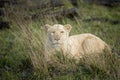 White Lion, panthera leo krugensis, Female Hidden behing Long Grass