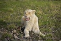 WHITE LION panthera leo krugensis, FEMALE SNARLING, THREAT POSTURE