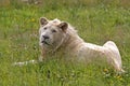 White Lion, panthera leo krugensis, Young Male laying on Grass Royalty Free Stock Photo