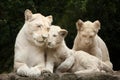White lion Panthera leo krugeri. Royalty Free Stock Photo