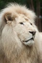 White lion Panthera leo krugeri. Royalty Free Stock Photo