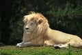 White lion Panthera leo krugeri Royalty Free Stock Photo