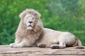 White lion Royalty Free Stock Photo