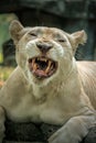 White Lion PANTHERA LEO at zoo Royalty Free Stock Photo