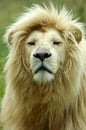 White Lion portrait Royalty Free Stock Photo