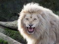 White Lion Royalty Free Stock Photo