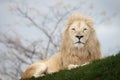 White lion portrait