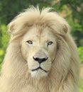 White Lion portrait Royalty Free Stock Photo