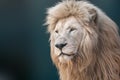 White lion portrait, looking left close-up Royalty Free Stock Photo