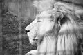 White lion portrait Royalty Free Stock Photo