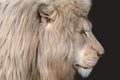 White lion portrait profile, black background Royalty Free Stock Photo