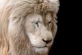 White lion portrait profile, black background Royalty Free Stock Photo