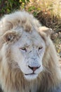 White lion portrait Royalty Free Stock Photo