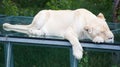 PWhite lion is a rare color mutation of the lion. When the first pride of white lions was reintroduced to the wild, it was widely Royalty Free Stock Photo