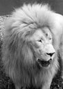 White lion is a rare color mutation of the lion. When the first pride of white lions was reintroduced to the wild, it was widely Royalty Free Stock Photo