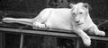 White lion is a rare color mutation of the lion. When the first pride of white lions was reintroduced to the wild, it was widely Royalty Free Stock Photo