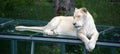 White lion is a rare color mutation of the lion. When the first pride of white lions was reintroduced to the wild, it was widely Royalty Free Stock Photo
