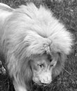 White lion is a rare color mutation of the lion. When the first pride of white lions was reintroduced to the wild, it was widely Royalty Free Stock Photo