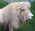 White lion is a rare color mutation of the lion. When the first pride of white lions was reintroduced to the wild, it was widely Royalty Free Stock Photo