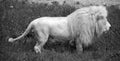 White lion is a rare color mutation of the lion. When the first pride of white lions was reintroduced to the wild, it was widely Royalty Free Stock Photo