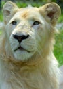 White lion is a rare color mutation of the lion Royalty Free Stock Photo