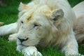 White lion is a rare color mutation of the lion Royalty Free Stock Photo